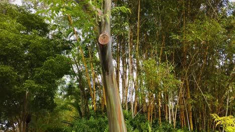 4k-Hawaii-Kauai-Inclinado-Hacia-Abajo-Con-Una-Ligera-Rotación-Tiro-Medio-De-Eucalipto-Arco-Iris-Entre-árboles-De-Troncos-Delgados