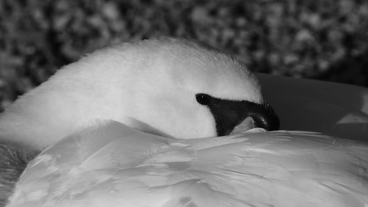 발렌제 호숫가에서 깃털에 머리를 대고 쉬고 있는 평화로운 백조