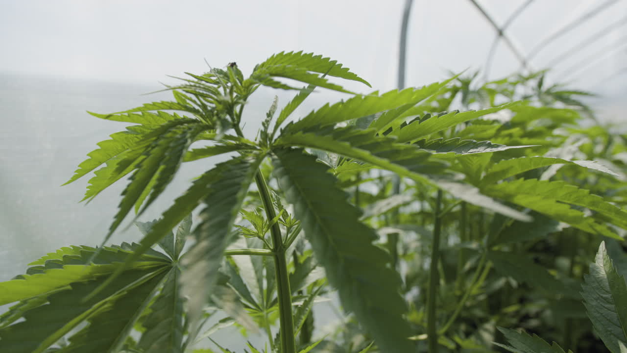 Piante di canapa biologica UE e marijuana, riprese in primo piano a mano libera in serra, al rallentatore.