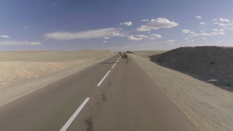 Kamel-Beim-Überqueren-Der-Straße,-Gefilmt-Während-Der-Fahrt-In-Der-Mongolei