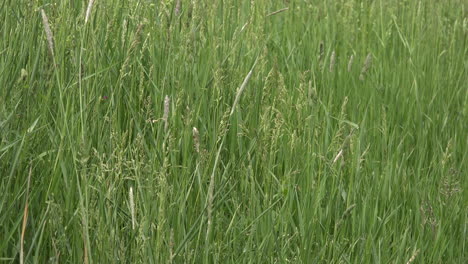 Green-grass-in-meadow,-low-angle-view