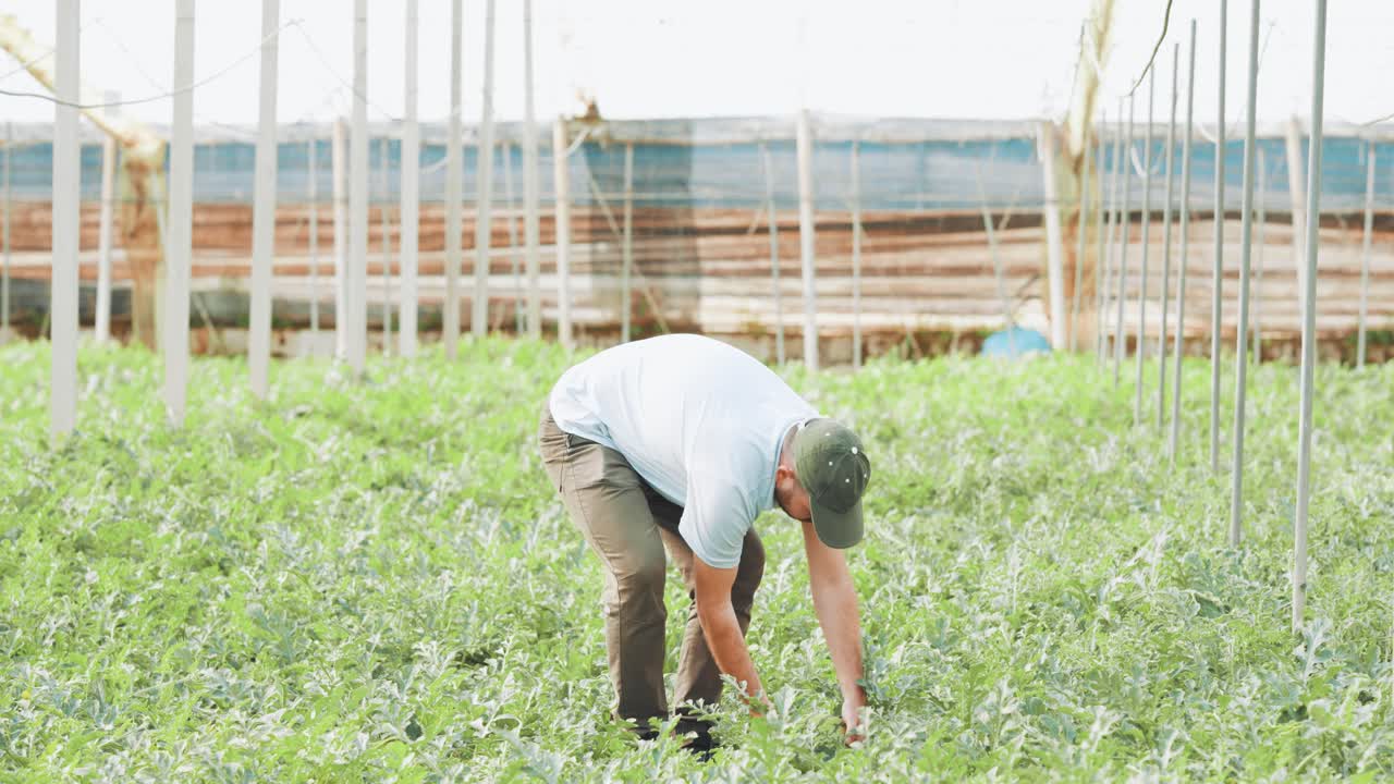 Farmer harvesting watermelons in greenhouse