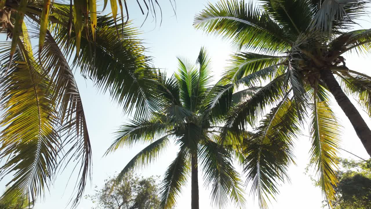 Immagine statica dal basso verso l'alto della luce solare che filtra attraverso le chiome delle palme su un cielo limpido, pensata come sfondo tropicale versatile che trasmette calore, relax e stile di vita all'aria aperta.