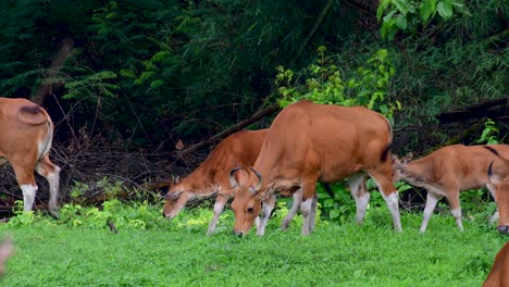 Banteng-Oder-Tembadau-Ist-Ein-Wildrind,-Das-In-Südostasien-Vorkommt-Und-In-Einigen-Ländern-Ausgestorben-Ist