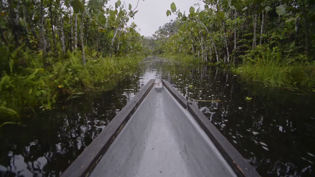 Amazon rainforest view from a typical canoe on the river, Ecuador
