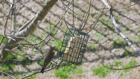 yellow rumped warbler at a suet bird-feeder during late-winter in south carolina