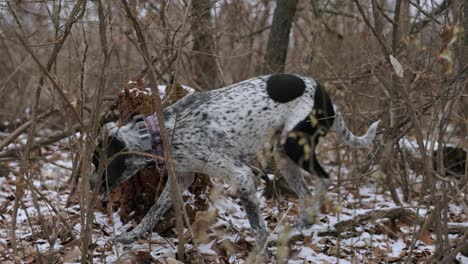 A-dog-in-hunting-position-in-the-middle-of-the-woods,-nobody,-still-shot