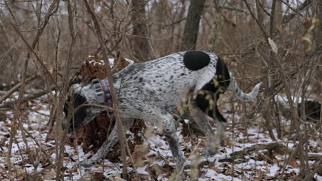 un perro en posición de caza en medio del bosque, nadie, todavía disparado
