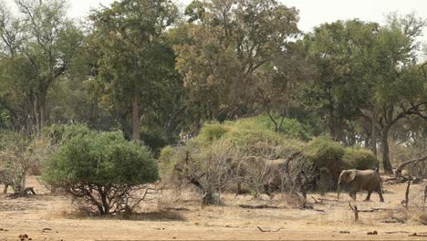 Herd-of-Elephants-Walking-in-Single-File-in-South-Africa,-Wide-Shot