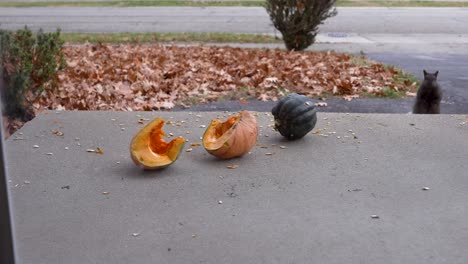 squirrel approaching leftover squashes from the october holidays