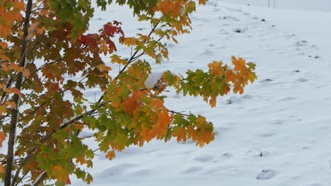 maple tree in fall colors in the snow