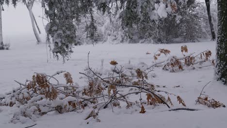 Snow-Falling-At-The-Dry-Branches.-Winter-Wildlife