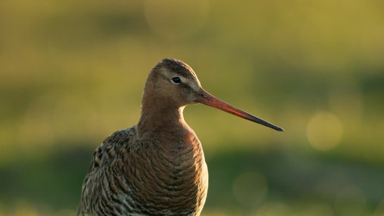 Black-tailed Godwit in Profile