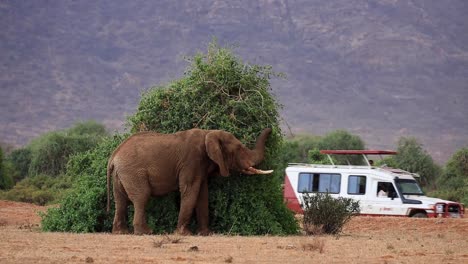 static view of huge elephant eating from green bush while safari jeep passes by during hot summer day in kenya, africa