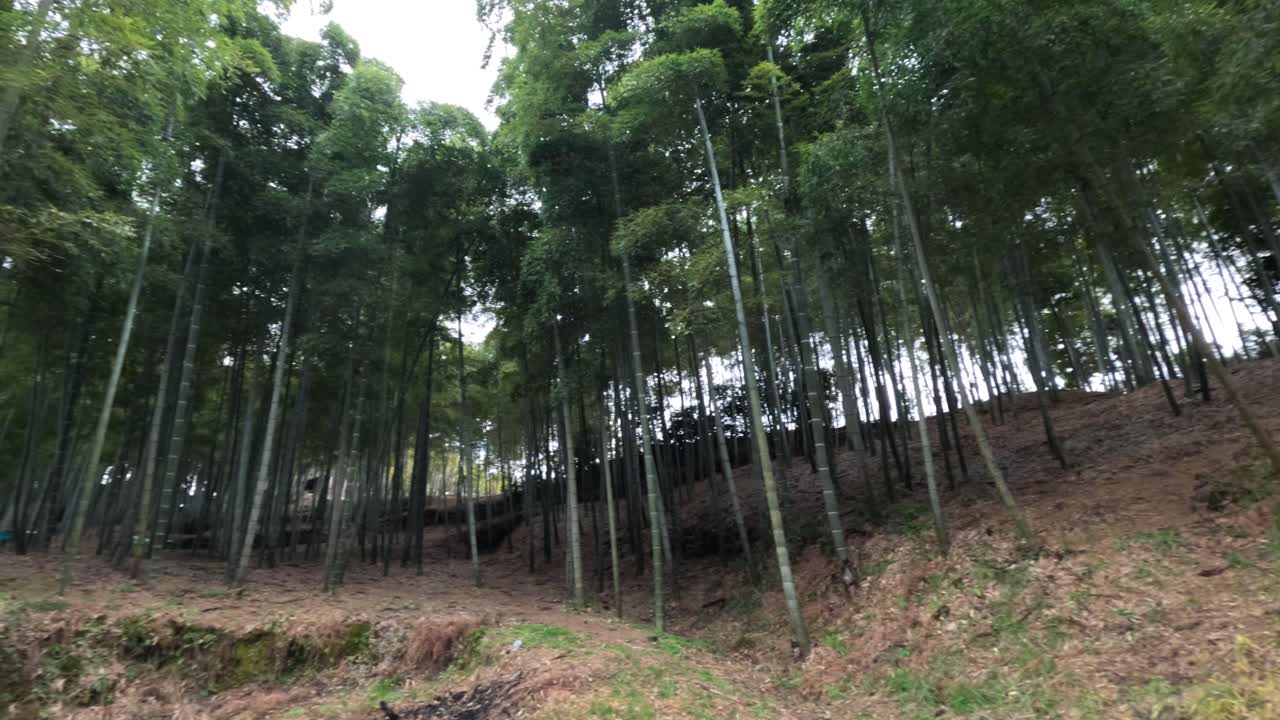 카메라가 울불한 대나무 숲에서 언덕을 올라간다