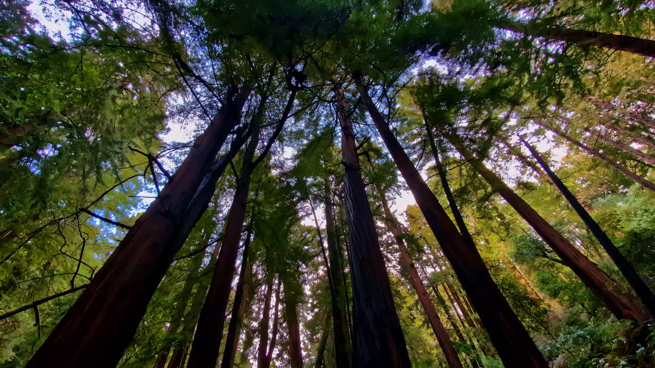 Vista dal basso di alte sequoie giganti in un paesaggio rurale di boschi e foreste.