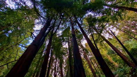 Tall giant redwood trees view from below nature woods forest rural landscape