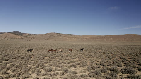 wild free mustang herd trotting and crossing the desert landscape on summer day