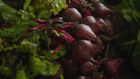 Beetroot-on-organic-farm