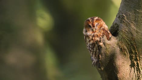 el búho somnoliento o el búho marrón se sienta en su árbol hueco, enfoque superficial, espacio de copia