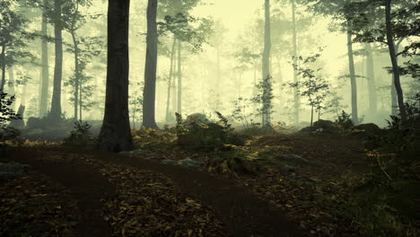 Mañana-Brumosa-En-El-Bosque-Con-Rayos-De-Luz