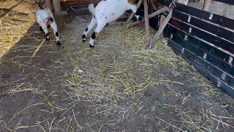 in a closed farming stable, goats peacefully roam, embodying the concept of domesticated animals