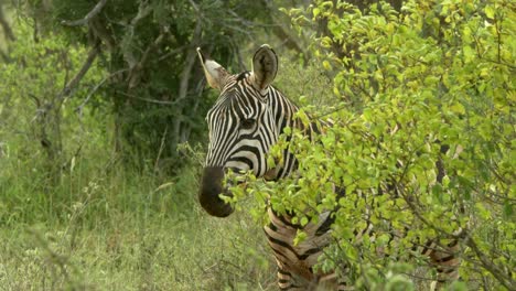 cerca de la cebra de las llanuras de pie detrás del denso arbusto en el parque nacional de tsavo west, kenia