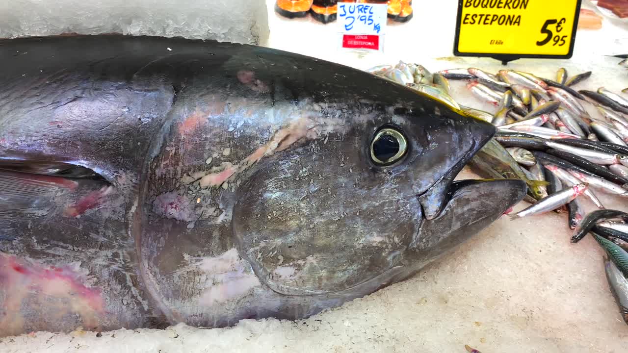 gran atún en hielo en un mercado de mariscos en estepona, españa, las etiquetas muestran el nombre del pescado con ubicación y precio, 4k paneo a la derecha
