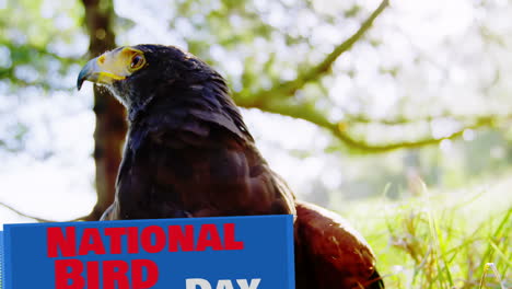 animation of national bird day text with bird of prey and trees in the background