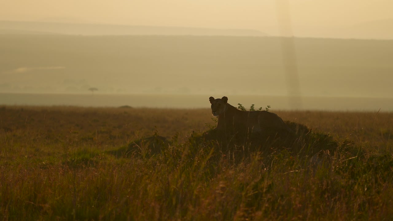 Bellissima leonessa immersa nella calda luce del mattino nelle pianure africane