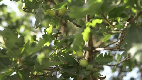 Eicheln,-Die-Auf-Einem-Baum-Wachsen