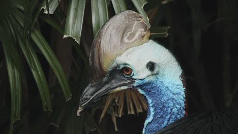 Australian-Cassowary-in-lush-green-rainforest-environment,-super-colourful-and-beautiful