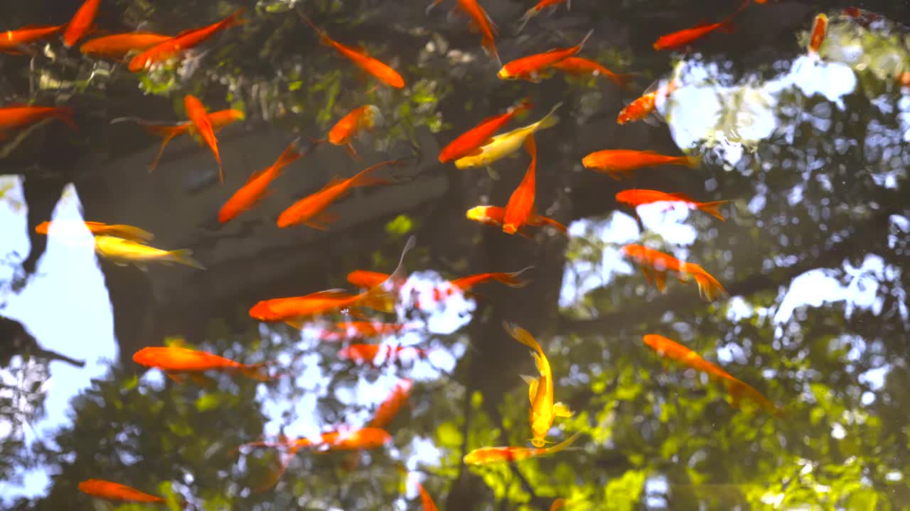 Fish swimming in the water，koi fish in the pool，Koi in the pond,Goldfish in the pond