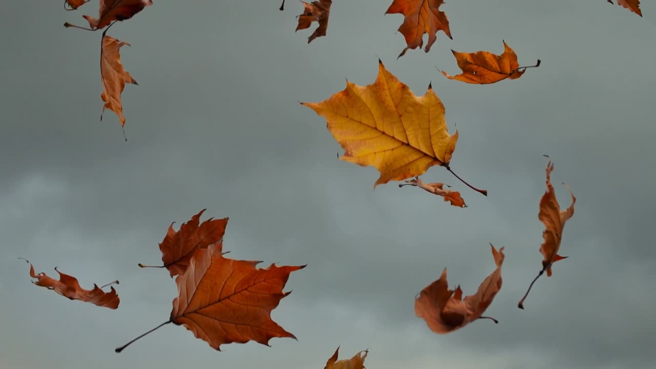 Gusting wind lifting cluster of orange brown maple leaves, tumbling and swirling across grey sky
