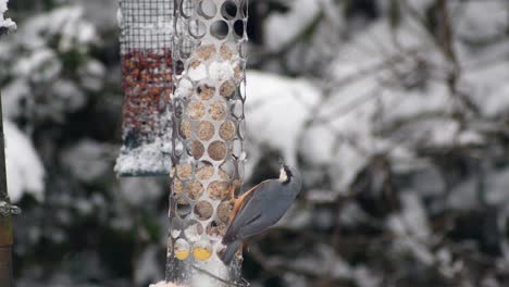 Zeitlupenaufnahme-Eines-Kleibers,-Der-Bei-Verschneiter-Kälte-Auf-Ein-Futterhäuschen-Für-Gartenvögel-Fliegt