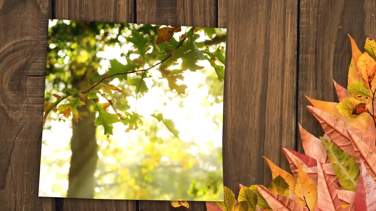 Skjerm omgitt av høstblader som viser blader som faller i skogen om høsten 4k
