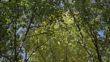 hermoso tiro de 4k de hojas verdes y amarillas que soplan en el viento a lo largo del sendero natural en wolcott mill en michigan