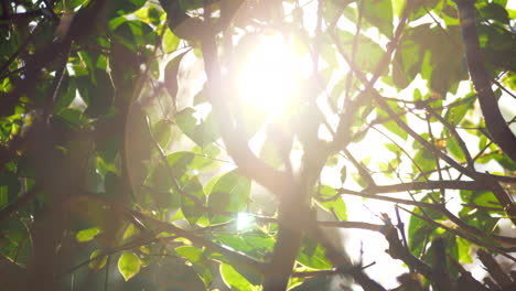 el sol brilla a través de las ramas de los árboles durante el riego