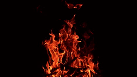 big campfire burning in the total darkness. tree branches burn in the fire at backdrop of darkness.