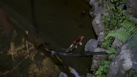 una sola carpa koi nadando cerca de las rocas en el estanque zen