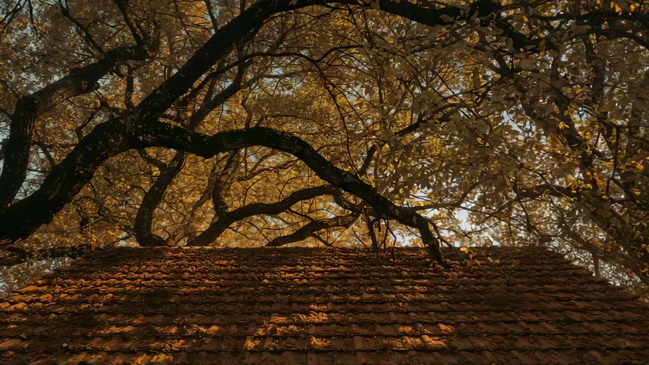 Light breeze stirring oak branches and shifting sunlight patterns over backyard red clay tile roof