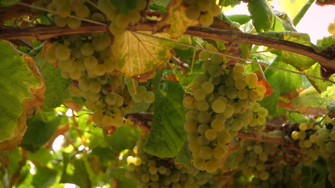 Travelling of white wine grapes hangig with beautiful lens flare in Galicia, Spain