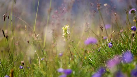 abstract background of alpine flowers.