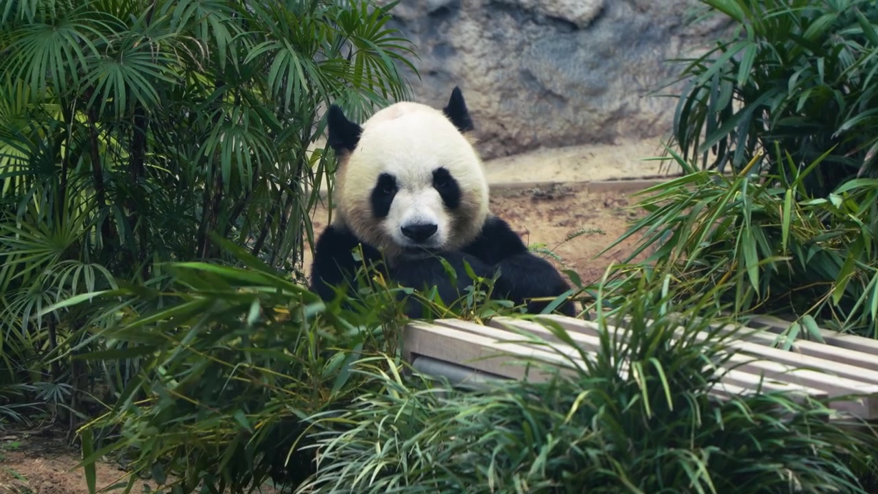 Panda velká (Ailuropoda melanoleuca), černobílý medvěd, jí bambus za dřevěnou krmnou plošinou uprostřed bujné tropické vegetace v Ocean Parku v Hongkongu.