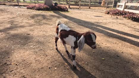 goat cavorting around a person in a pen.