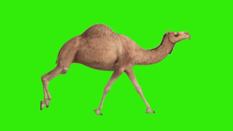 cg camello cíclico corriendo en pantalla verde