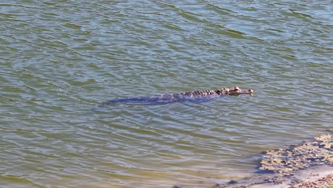 aerial footage of an alligator enjoying a warm winter day in the villages, fl