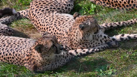 two cheetahs resting in habitat enclosure