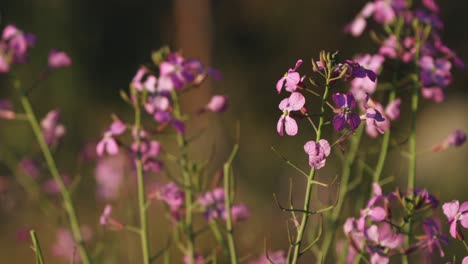 lunaria pink wildflower in meadow at sunset, flowering plant in wind