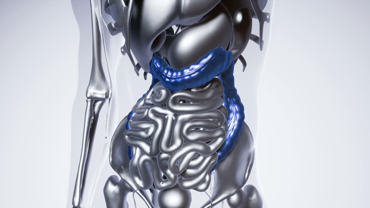 модель толстой кишки человека со всеми органами
